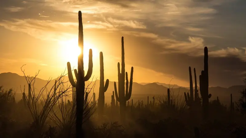 Saguaro cactus silhouettes against a golden Arizona sunset